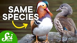 7 Species With Big Sex Issues Instructional Video