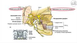 Bell’s Palsy (Facial Paralysis) | Causes, Pathophysiology, Signs & Symptoms, Diagnosis, Treatment Instructional Video