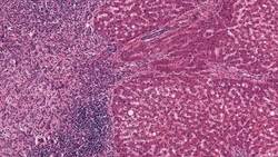 What is an organ? Instructional Video