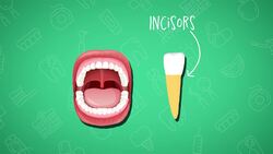 I WONDER - What Are The Different Types Of Teeth? Instructional Video