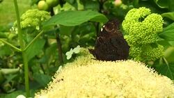 butterfly Stock Footage