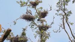 Large Nestling Great Egret in Large Nestling Great Egret in Phatthalung Province Stock Footage