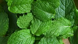 mint leaf rotation Stock Footage