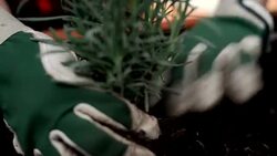 Woman planting lavender. Stock Footage