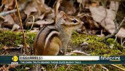 Are Squirrels Vegetarian Or Meat Eaters? News Clip