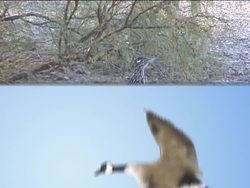 Needs of Living Things: Need for Proper Temperature Instructional Video