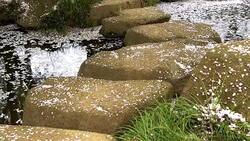 Cherry Blossom aka Sakura Leaf Falling on the Ground in the water in Tokyo Japan Stock Footage
