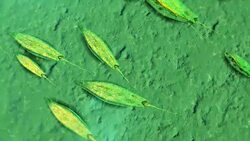 Euglena Stock Footage
