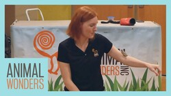 Going To An Animal Presentation! | Skunk, Frog, and More Instructional Video