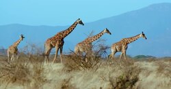 Reticulated Giraffes Walking; Samburu, Kenya, Africa Stock Footage