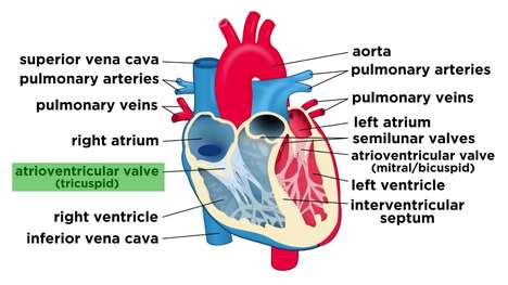 A Journey Through the Heart