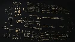 Juliet Brophy: How a new species of ancestors is changing our theory of human evolution Instructional Video