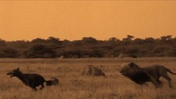 TED: Life lessons from big cats | Beverly + Dereck Joubert Instructional Video