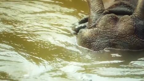 The Fascinating World of Rhinoceros