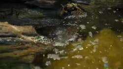 aquatic organisms Stock Footage
