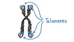 Do We Have to Get Old and Die? Instructional Video