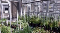 CLEAN : Argentine transgenic crops receive growing approval abroad News Clip