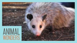 Meet and Greet: Ophelia the Opossum! Instructional Video