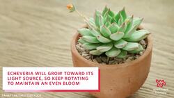 How to Care for Echeveria Plants Instructional Video