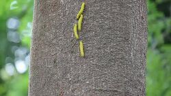 yellow worm on brown big tree Stock Footage
