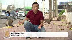 Thailand’s missing monkeys: US labs or Chinese medicine to blame? News Clip
