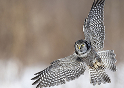 How Do Animals Fly? Instructional Video