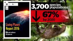 Looming wildlife extinctions News Clip