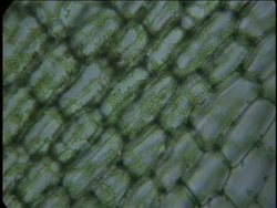 Cells: Plant and Animal Cells Instructional Video