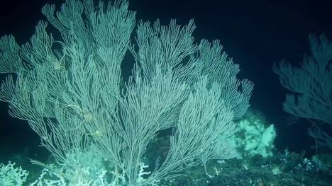 The Fascinating World of Corals: Marine Invertebrates and Coral Reefs