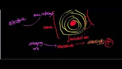 Intramembranous Ossification Instructional Video