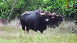 Reviving a forest, The Sai Sanctuary story Instructional Video