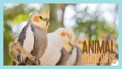 Cockatiels! What, Where, How Instructional Video