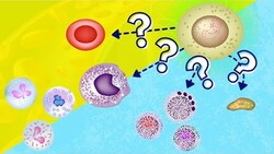 Hemopoiesis / Hematopoiesis | How Blood is Made Instructional Video