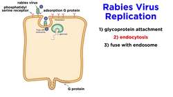 Rabies (Genus Lyssavirus) Instructional Video