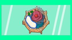 Characteristic of Plants Instructional Video