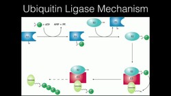 Ubiquitination of Damaged Proteins Instructional Video