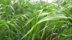 Sorghum vulgare plantation field Stock Footage