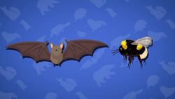 I WONDER - What Is The Smallest Mammal? Instructional Video