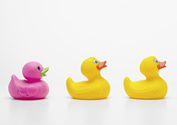 Food chains – Odd one out Instructional Video