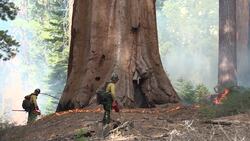 Prescribed Burn in the Mariposa Grove Instructional Video