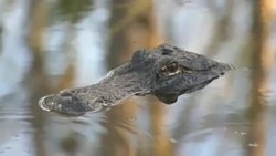 The Everglades Ecosystem: Learn how the everglades came to be Instructional Video