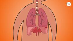 Respiratory System: From Inspiration to Expiration Explained in Simple Words Instructional Video