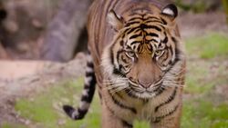 See How A Tiger Cub Healed Its Broken Leg Instructional Video
