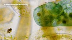 What Humans and Stentors Have in Common Instructional Video