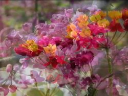 Plants With Flowers: Introduction Instructional Video