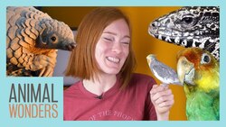 Ask Jessi 13 - Pangolins & Parakeets Instructional Video