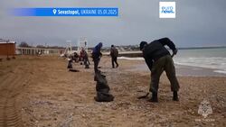 More than 30 dolphins dead in southern Russia oil spill, animal rescue group says News Clip