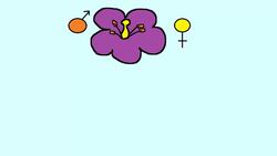 Plant Reproduction in Angiosperms Instructional Video