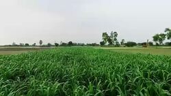 Fresh sorghum crop field. Stock Footage