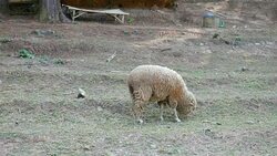 Sheep Grazing in Farm Stock Footage
